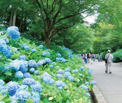 🌳 고베 시립 삼림식물원 (고베 시리츠 신린 쇼쿠부츠엔)